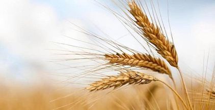 مزارع-القمح