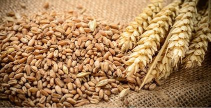 القمح