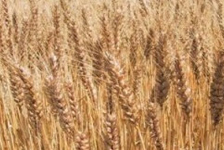 وزير الزراعة: «لدينا تقاوي قمح معتمدة تكفي 100% من المساحة الم...