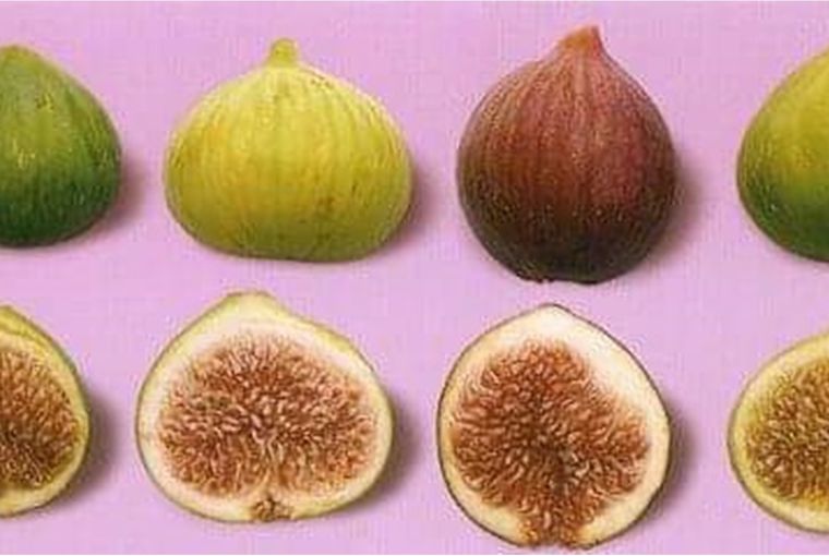 استعمالات و فوائد التين الطبية ( تين برشومى - تين بلدى)...
